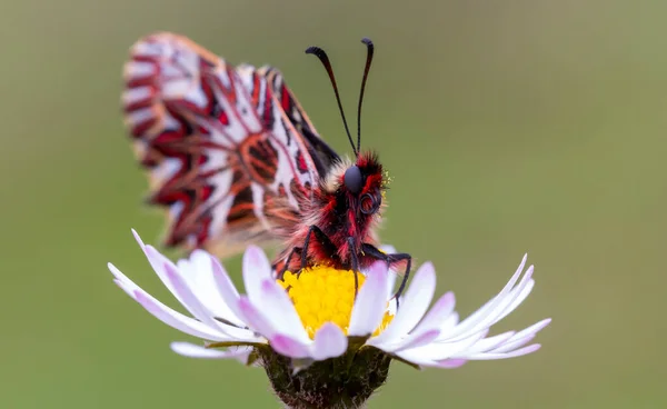 Papillon Avec Beaucoup Détails Sur Une Fleur Marguerite Amer Coloré — Photo