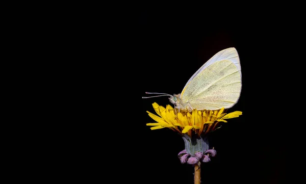 Nagy Sárga Pillangó Sárga Virág Pieris Brassicae — Stock Fotó