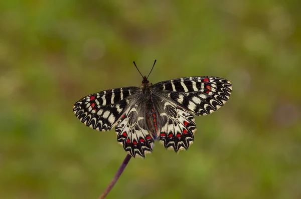 Ein Überbrühter Roter Schmetterling Zerynthia Polyxena — Stockfoto