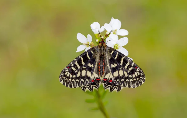 Papillon Rouge Festonné Zerynthia Polyxena — Photo