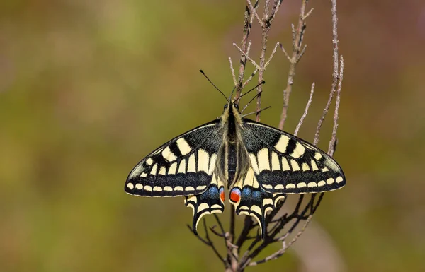 Υπέροχη Πεταλούδα Swallowtail Papilio Machaon Krlangkuyruk Τουρκικό Όνομα Kirlangickuyruk — Φωτογραφία Αρχείου