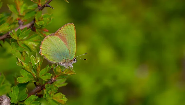 素晴らしい緑の色のCalloflys Rubi Min蝶 — ストック写真