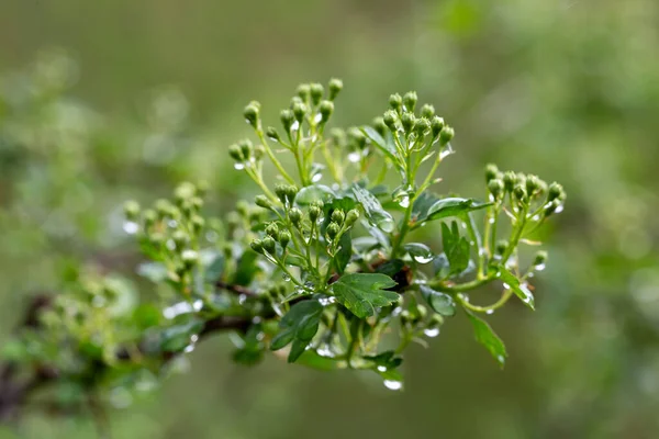 Com Gotas Água Uma Planta Florescente — Fotografia de Stock