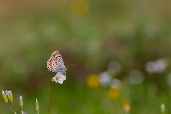 Schmetterling Mit Roten Punkten Auf Einer Winzigen Weißen Blüte Lycaenidae — Stockfoto