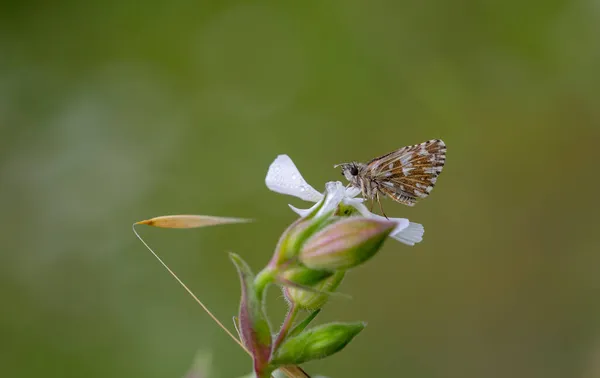Коричневая Маленькая Бабочка Сидящая Белом Цветке Pyrgus Malvae — стоковое фото