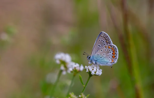 Pequena Borboleta Azul Flor Branca Polyommatus Icarus — Fotografia de Stock