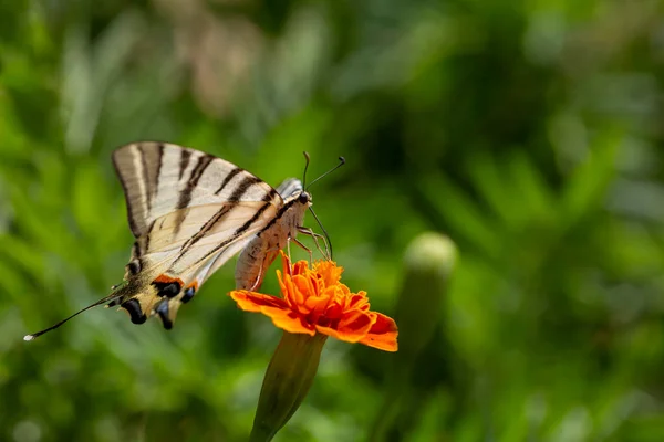 Iphiclides Podalirius Scarce Swallowtail Butterfly Alas Con Grandes Rayas Negras — Foto de Stock