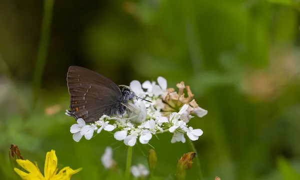 Papillon Brun Sur Une Fleur Blanche Chassée Satyrium Ilicis — Photo