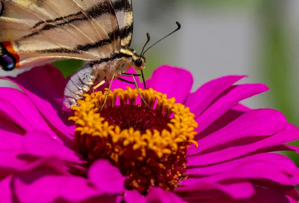 Iphiclides Podalirius Motyl Skrzydła Dużymi Czarnymi Paskami — Zdjęcie stockowe