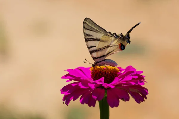 Iphiclides Podalirius Schwalbenschwanz Schmetterling Flügel Mit Großen Schwarzen Streifen — Stockfoto