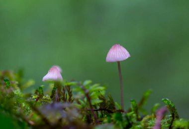 Yeşil yosun üzerinde parlayan bir grup sihirli beyaz mantar ve bulanık orman arka planı.. 
