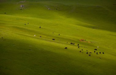 Giresun Platosu ve evleri. Yaz sezonu, Kumbet Platosu (Türkçe: Kmbet Yaylasi) evleri. Hindi yolculuğu. Dereli, Giresun, Türkiye