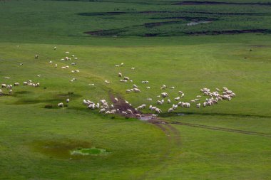 Perembe yaylaları, aybasti, ordu, hindi
