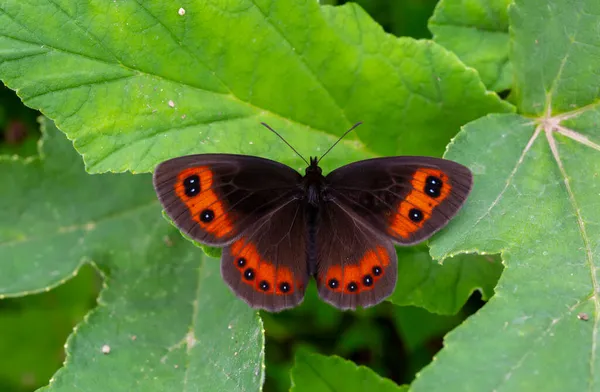 Beautiful Brunette Scottish Erebia Aethiops — Stock Photo, Image