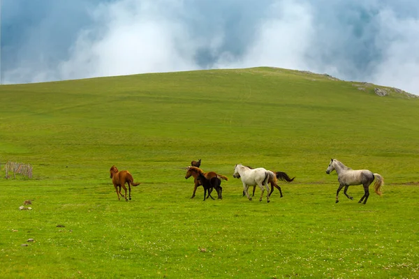 Dzikie Konie Turecki Ylk Atlar Giresun City Turcja — Zdjęcie stockowe