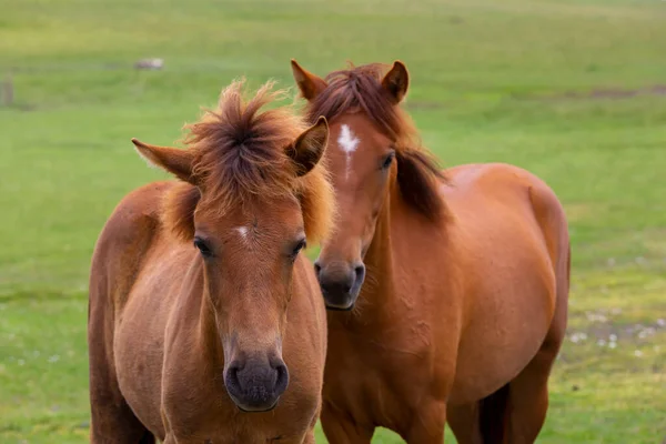 Twee Wilde Paarden Zij Aan Zij Hun Natuurlijke Omgeving Turks — Stockfoto