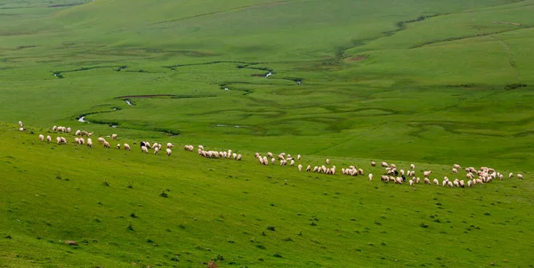 Perembe yaylaları, aybasti, ordu, hindi