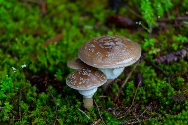 Yağmurdan sonra ormanda mantarlar