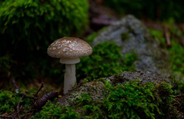 Yağmurdan sonra ormanda mantarlar