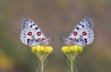 Apollo (Parnassius apollo), Papilionidae familyasından bir kelebek türü..