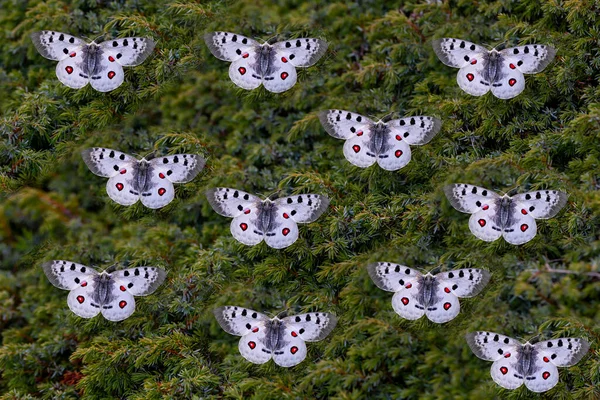 Apollon Parnassius Apollo Est Papillon Famille Des Papilionidae — Photo