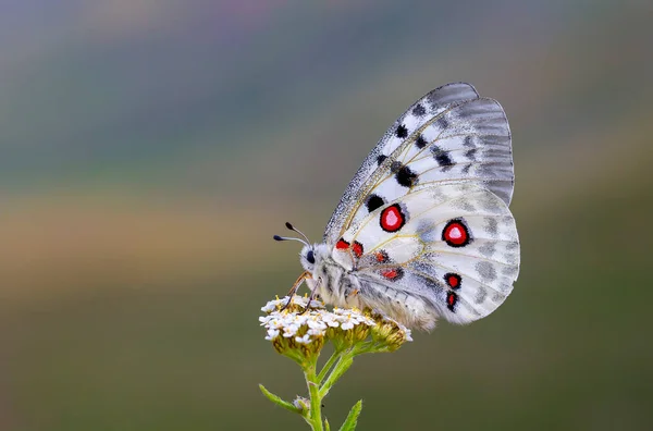 Аполлон Або Гора Аполлон Parnassius Apollo Метелик Родини Papilionidae — стокове фото