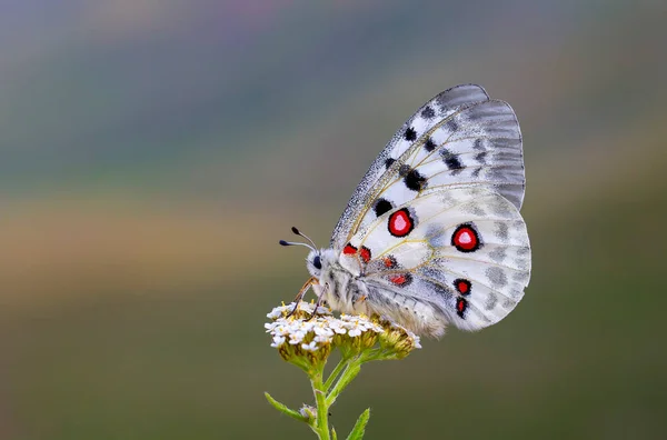 Parnassius Apollo Uma Espécie Borboleta Família Papilionidae — Fotografia de Stock