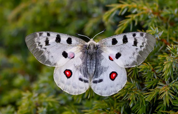 Аполлон Або Гора Аполлон Parnassius Apollo Метелик Родини Papilionidae — стокове фото