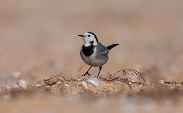 Білий Вагонетка Motacilla Alba Невеликий Перехожий Птах Родини Motacillidae — стокове фото