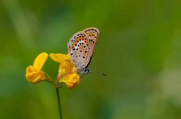 Minuscule Papillon Sur Fleur Jaune Plebejus Argus — Photo