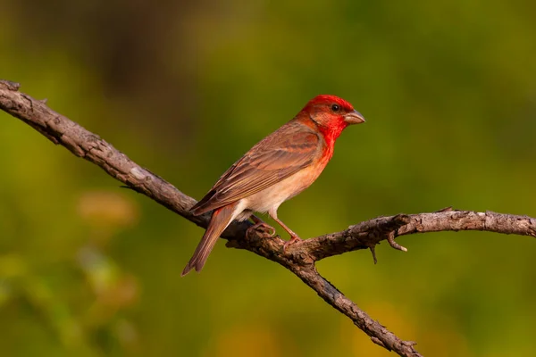 Güzel kırmızı cıvıldayan kuş, Rosefinch, Carpodacus erythrinus