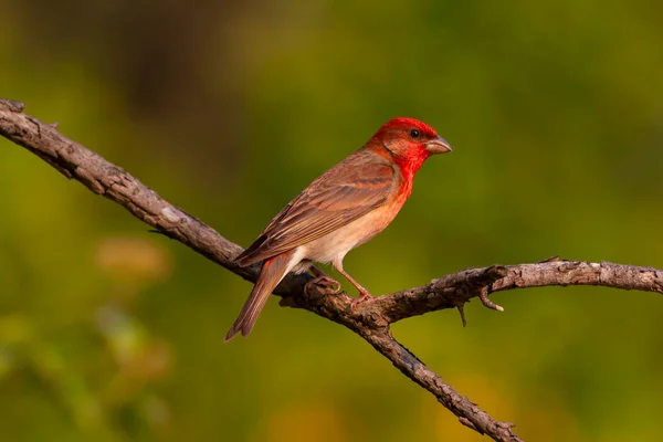 Bel Oiseau Chantant Rouge Rosefinch Carpodacus Erythrinus — Photo