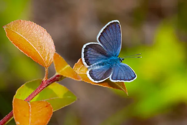 Schmetterling Natürlichen Lebensraum Plebejus Argus — Stockfoto