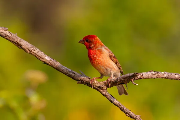 Krásný Červený Cvrlikající Pták Rosefinch Carpodacus Erythrinus — Stock fotografie