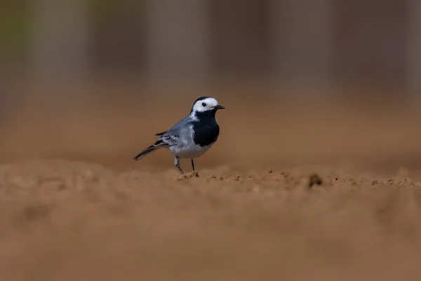 Die Bachstelze Motacilla Alba Ist Ein Kleiner Passantenvogel Aus Der — Stockfoto