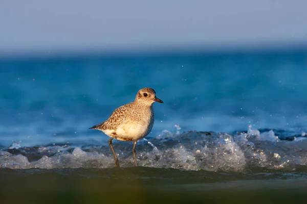 Pássaro Tentando Alimentar Algas Marinhas Junto Mar Pluvialis Squatarola Grey — Fotografia de Stock