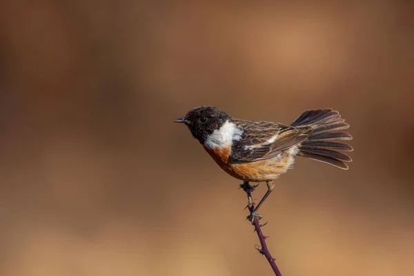 Kuru Bir Dala Tutunan Küçük Bir Kuş — Stok fotoğraf