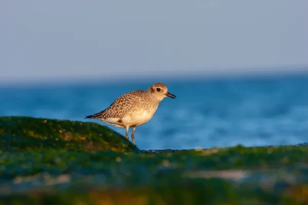 Uccello Che Cerca Nutrirsi Alghe Marine Riva Mare Pluvialis Squatarola — Foto Stock