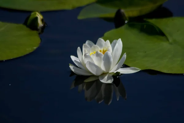 Lotus Blanc Avec Pollen Jaune Surface Étang — Photo