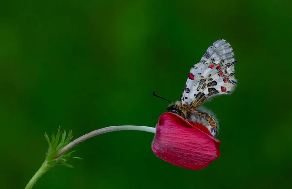 Puño Del Bosque Mariposa Zerynthia Cerisyi — Foto de Stock