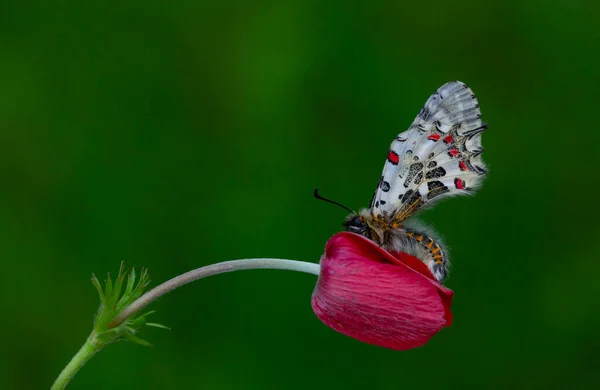 Borboleta Punho Floresta Zerynthia Cerisyi — Fotografia de Stock