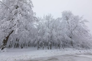 snowy trees all white amazing snow view, Kartepe, Kocaeli, Turkey