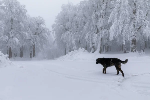 Snowy Trees All White One Dog — Zdjęcie stockowe