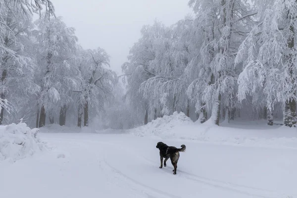 Snowy Trees All White One Dog — Zdjęcie stockowe