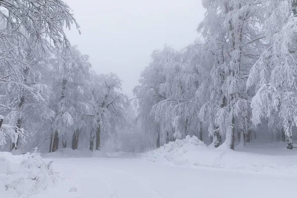 Snowy Trees All White Amazing Snow View Kartepe Kocaeli Turkey — Zdjęcie stockowe