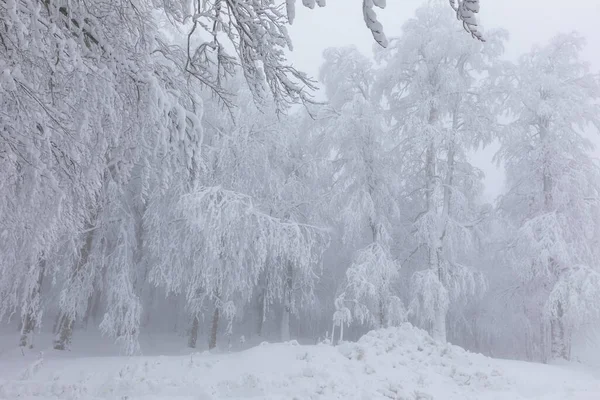 Snowy Trees All White Amazing Snow View Kartepe Kocaeli Turkey — Zdjęcie stockowe