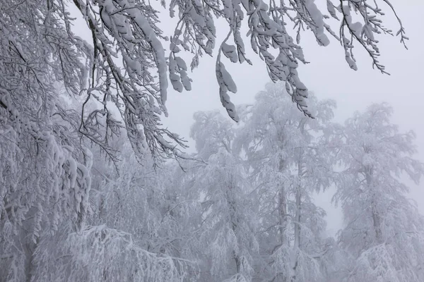 Snowy Trees All White Amazing Snow View Kartepe Kocaeli Turkey — Zdjęcie stockowe