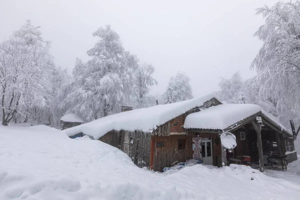 Snowy Trees All White One House — Zdjęcie stockowe