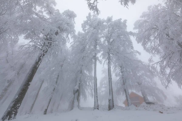 Snowy Trees All White Amazing Snow View Kartepe Kocaeli Turkey — Zdjęcie stockowe