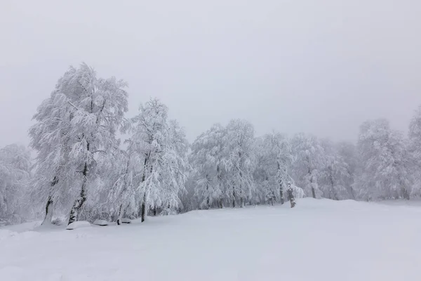 Snowy Trees All White Amazing Snow View Kartepe Kocaeli Turkey — Foto Stock